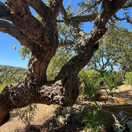 Il Lentischio Casa B2 Casa vacanze *