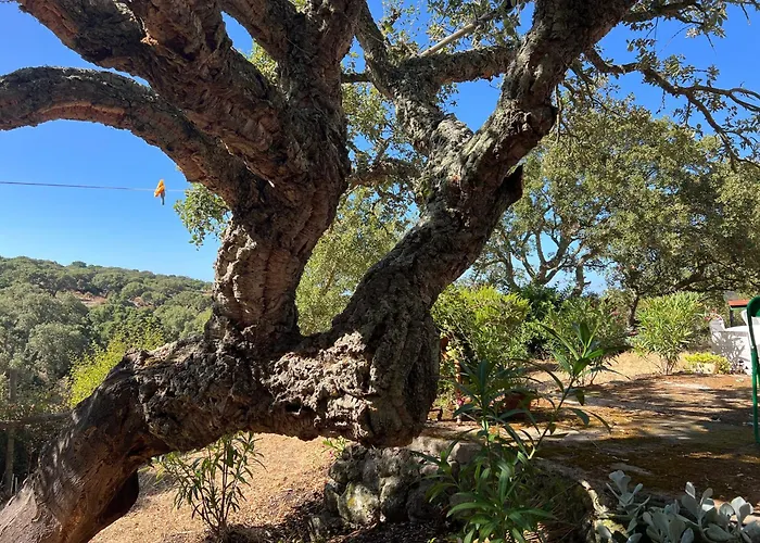 Il Lentischio Casa B2 Casa vacanze *